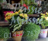 Tussie Mussie Flowers 286958 Image 3